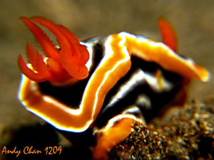 Chromodoris magnifica - No cropping
Canon G9 + Nikonos S... by Andy Chan 
